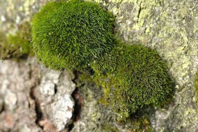 Silky Forklet Moss (Dicranella heteromalla)